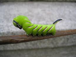 Image result for Sphinx ligustri