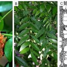 Image result for Pseudobersama