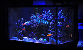 what size fish tank should i get fishkeeping world