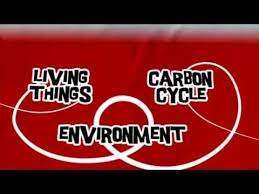 The bbc is not responsible for the content of external sites. Aqa Gcse Bbc Bitesize The Carbon Cycle Youtube