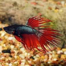Crown Tail Betta Siamese Fighting Fish Tropical Fish For Freshwater Aquariums