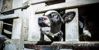 It is a good idea to increase their interest in grass and concentrates. The Truth About The Dairy Industry