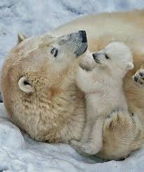 Mit Mama Liebkosen Tiere Susse Tiere Wilde Tiere