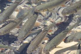 Murni puti ameh urai:ikan sakti sungai jernih:kota:dumai:grup. Ikan Air Jernih Danau Foto Gratis Di Pixabay