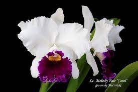 Lc Melody Fair Carol Beautiful Orchids Cattleya Orchid Photo