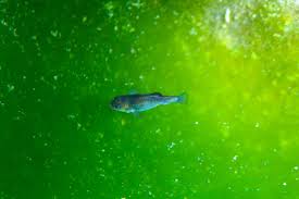 Image result for Dissotis falcipila