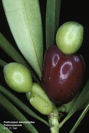 Image result for Podocarpaceae