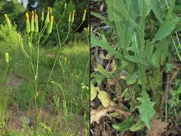 Image result for Crepis