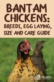 It is absolutely amazing how many different colors, feathers, and shapes there are. Bantam Chickens Breeds Egg Laying Size And Care Guide