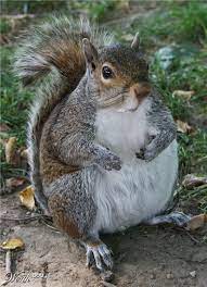 I M Just Big Boned Cute Squirrel Animals Wild Animals