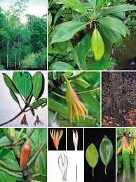 Image result for Bruguiera