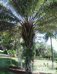 Image result for Elaeis