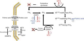 Methotrexate Springerlink