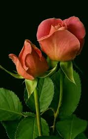 Black Background With Rose Orange Rose On Black Background Rose Flower Pictures Beautiful Flowers Beautiful Roses