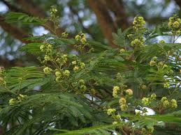 Image result for Albizia niopoides