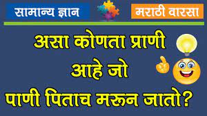 Maybe you would like to learn more about one of these? Kodi Marathi Puzzle In Marathi With Answer Marathi Riddles With Answer Youtube