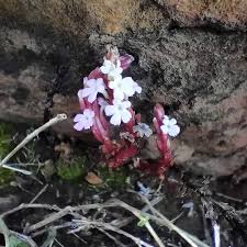 Image result for Striga gesnerioides
