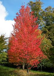 Beech seeds are a great food source for a large variety of birds and mammals, including mice, squirrels, chipmunks, black bear, deer, foxes, and bluejays. Maple Kids Britannica Kids Homework Help