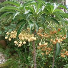 Image result for Ardisia staudtii