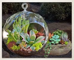 View our wide variety of cacti and find the perfect one for your pot, terrarium or diy project. Simply Succulents Shop Indoor Outdoor Succulent Plants