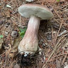 Image result for Boletus separans
