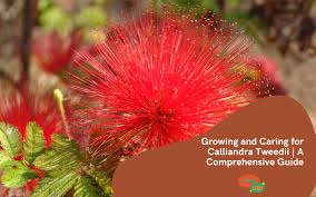Image result for Calliandra tweedii