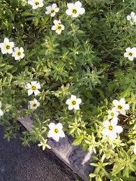 Image result for Turneraceae