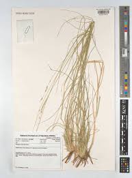 Image result for Anthephora