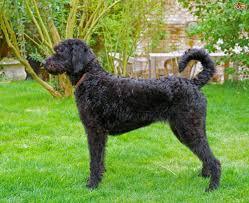 But there are factors you can influence that can make your dog live even longer! Labradoodle Dog Breed Facts Highlights Buying Advice Pets4homes