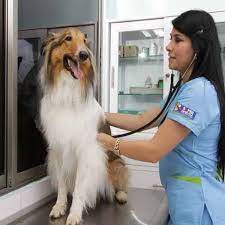 Another route is to do a general web search by typing in esa doctors near me. Pet Dog Doctor Near Me Off 50 Www Usushimd Com