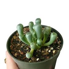 Baby Toes Fenestraria Succulent Rare Succulent For Gift Ideas Succulents Box