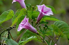 Image result for Ipomoea prismatosyphon