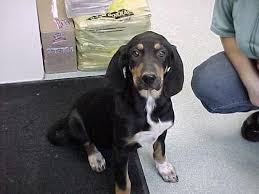Black And Tan Coonhound Rescue Tennessee Adopt Valli Girl On Coonhound Black And Tan Spca