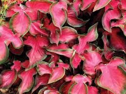 Image result for Coleus rhodesianum