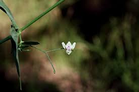 Image result for Justicia scandens