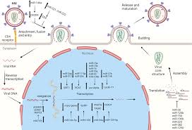 The diverse roles of miRNAs in HIV pathogenesis: Current understanding and  future perspectives - Frontiers