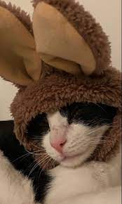 Cute Black And White Cat Pink Nose White Whiskers Brown Bunny Hat Cats With Hats White Cats Brown Cat