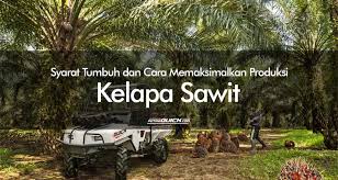 Nah itulah beberapa faktor kunci dalam pengelolaan lahan gambut. Syarat Tumbuh Dan Cara Memaksimalkan Produksi Kelapa Sawit Petani Quick