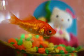 What Do Goldfish Eat Besides Flakes Petset Com