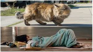 The aspca los angeles spay/neuter clinic is located at the south l.a. Mayor Garcetti Ok S 800 000 For Feral Cat Report While The City S Homeless Struggle