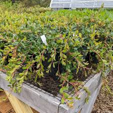 Image result for Uvaria angolensis