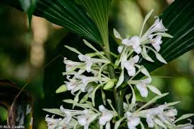 Image result for Corymborkis corymbis