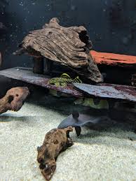 Peaceful, but may fight with other plecostomus or catfish over a favorite hiding spot. Got A Gold Nugget Pleco And It S Been Cleaning Every Surface It Can Find Aquariums