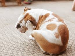 The best way to manage this discomfort is to apply a cold compress on the affected area. 7 Natural Home Remedies For Itchy Dogs