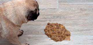 The presence of dark brown coloration to your dog's vomit could range from an overdose of milk chocolate to invasive ulcers of the stomach wall. The Complete Dog Vomit Color Guide Gross But Needed
