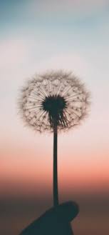 Bradley calobrace, md joins president’s circle of the aesthetic surgery education and research foundation. Aesthetic Cute Iphone 11 1080x1918 Download Hd Wallpaper Wallpapertip