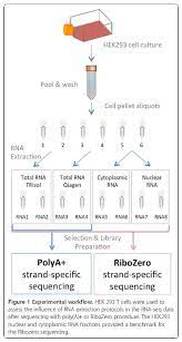 Rna Integrity And Quantification