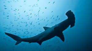 Special sensory organs that help sharks and rays to detect electric fields in the water. 1 000 Days For The Planet Scalloped Hammerhead Canal D