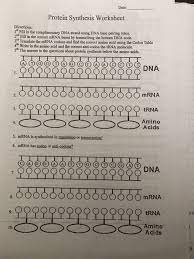 A t g g g g a g a t t c a t g a translation protein (amino acid sequence): Protein Synthesis Worksheet Answers Part A Promotiontablecovers