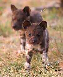 Painted dogs are endangered and are considered the most persecuted large carnivore in africa, according to the zoo. Fast Facts About The African Wild Dog Lovetoknow